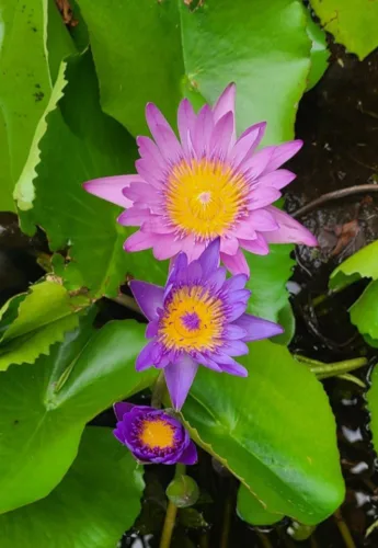 Photo of the Day: Blooming
